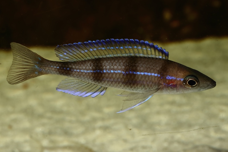Paracyprichromis sp. 'ammelrooyi' Ikola